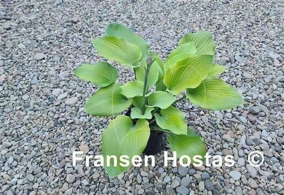 Hosta Glen Luminaria